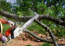 Best Tree Mulching  in Ruskin, FL